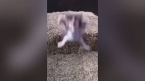 смешные случаи с животными 43