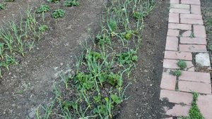 Подкормка клубники микроэлементами