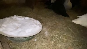 Топинамбур для Гусей/Вся птица в теплых загонах/содержание Гусей зимой