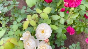 Английские розы. Роза Вильям Kатрина, второе цветение (3 зона)