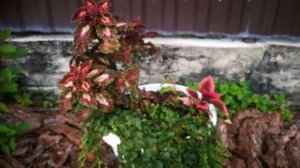 Колеусы в кашпо