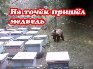 ПРИШЁЛ МЕДВЕДЬ НА ТОЧЁК ЗА МЁДОМ, ВЫВЕЗЛИ ПЧЁЛ НА СТАЦИОНАР.