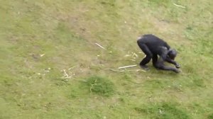 Los bonobos hacen el amor en lugar de la guerra