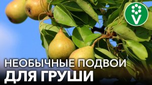ГРУШИ БУДУТ ПЛОДОНОСИТЬ ДАЖЕ НА БОЛОТЕ И В СУРОВОМ КЛИМАТЕ, если привить их на эти подвои