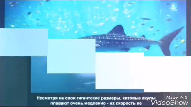 Морские животные смотреть онлайн