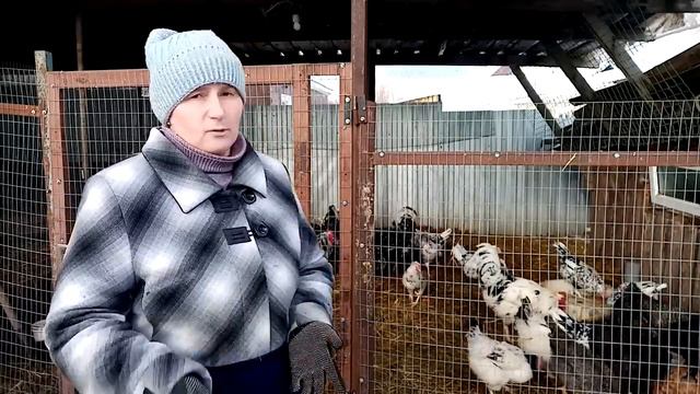 Сколько ПЕТУХОВ должно быть в стаде. Как проверить оплод яйца. смотреть онлайн