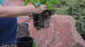 Lilies & More : How to Plant Calla Lily Flowers