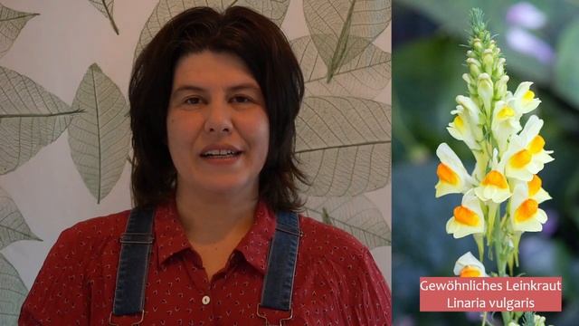 Pflanzentipp No8 für den tierfreundlichen Balkon: Gewöhnliches Leinkraut (Linaria vulgaris) смотреть онлайн