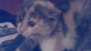 Котенок кричит как ребенок)))