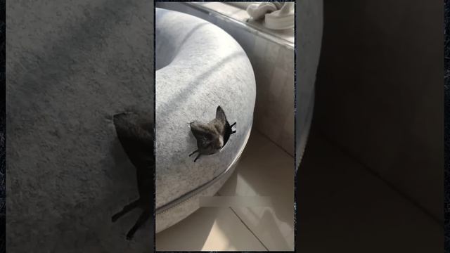 Самые смешные видео, собаки и кошки, сборка приколов