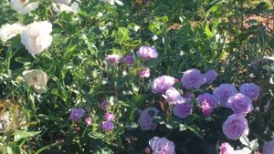 Розы зацвели!!! Солирует Жаклин дю Пре