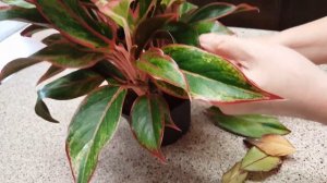 How to maintain a Red Aglaonema  Plant | Donna Joshi