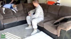 Собаки, которые дождались своих хозяев