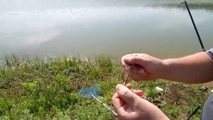 Ловля толстолобика на донную снасть