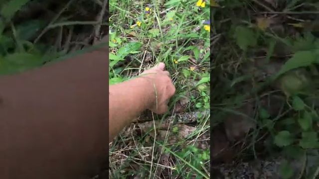 За грибами смотреть онлайн