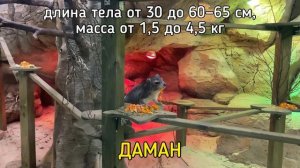 ДАМАН