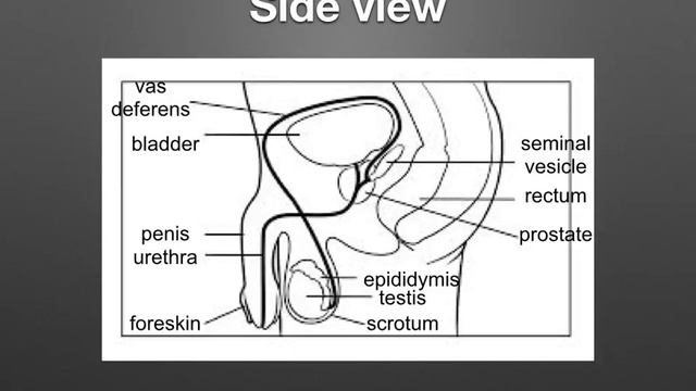 A level. U.1 The male reproductive system Ms Cooper смотреть онлайн