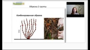 Обрезка клематисов 2 группы