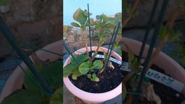 О зимовке черенков и взрослых гортензий. Обзор гортензий на 08.10. смотреть онлайн