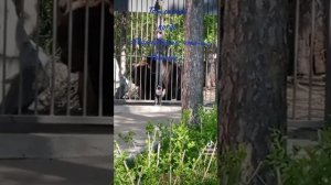 Медведь//зоопарк в Новосибирске