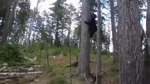 Бесстрашный рыжий кот запугал медведя. кот загнал медведя на дерево