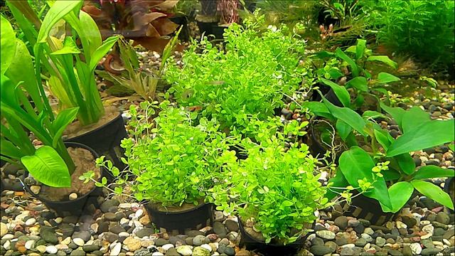 #Аквариумные_растения Микрантемум микрантемоидес смотреть онлайн