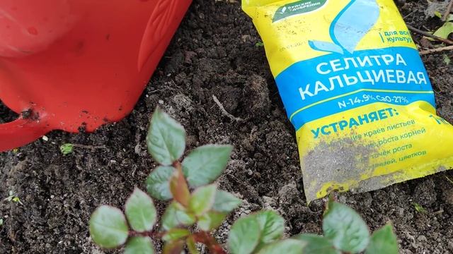 Чем подкормить розы весной? Первая минеральная подкормка
