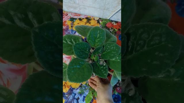 Фиалкам кайта гуллаяпти смотреть онлайн