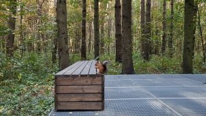 Прогулка по осеннему Говоровскому лесу