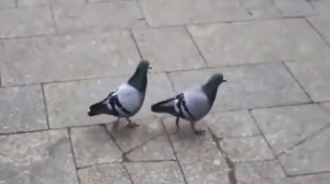 Голуби идут под Billie Jean (Birds dance Billie Jean)
