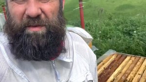Пчелопакет в июне. Что с ним стало через год?