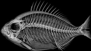 Как можно определить возраст рыб?