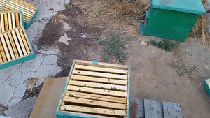 Состояние пчёл в альпийском улье. Не разу не качал мёд.