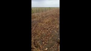 Мульчер DOBERKMET G2180 в работе