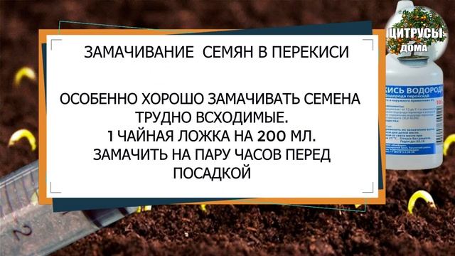 Замачивание семян баклажан в перекиси водорода