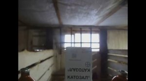 Эксперимент: испытание стимулятора роста КАТОЗАЛ на бычках.