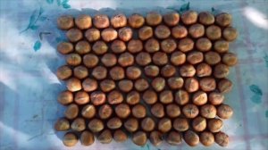 Фундук Трапезунд.Трехлетка.Весь сезон вегетации 2020 года.