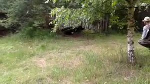 Первое знакомство с барсуком. Фокстерьер 6 мес. Притравка по барсуку.