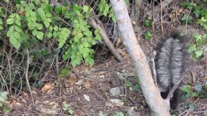 Skunks / Скунсы