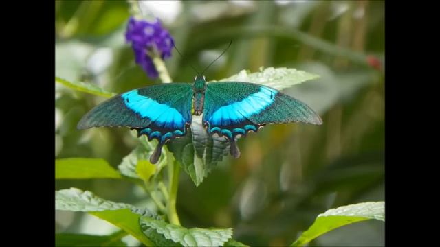 Niagara falls Things to do and see (Canada) смотреть онлайн