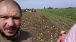 уборка картошки с помощью копалки GRIMME WH 200