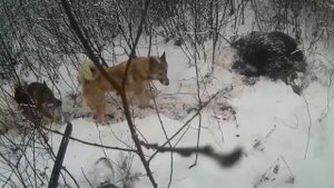 Охота с лайками на копытных | Архив