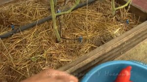 АВГУСТ  Сбор семян.  АЛЫЙ МУСТАНГ.