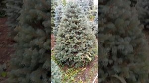 Идеально стриженная голубая ель