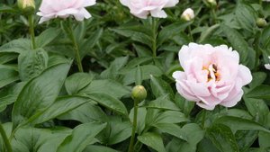 PINK VANGUARD - PeonyMAX