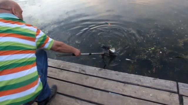 Платная рыбалка Пирогово - Коргашино смотреть онлайн