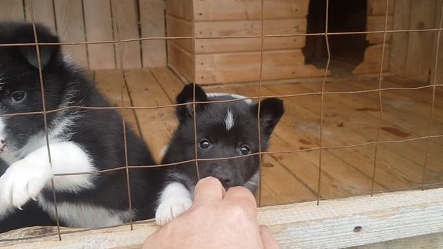 Щенкам месяц смотреть онлайн