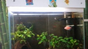 Как повесить аквариум на стену.(Аквариум ночник в детской комнате.)