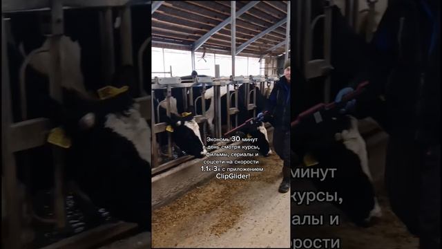 сканирование чипов в ушах коров на молочной хайтек ферме Эконива под Воронежем