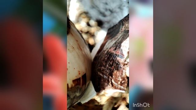 Гиппеаструмы в "общежитии"... Мой опыт посадки ?+?+?. #hippeastrum #amaryllis #гиппеаструм#амарилли смотреть онлайн